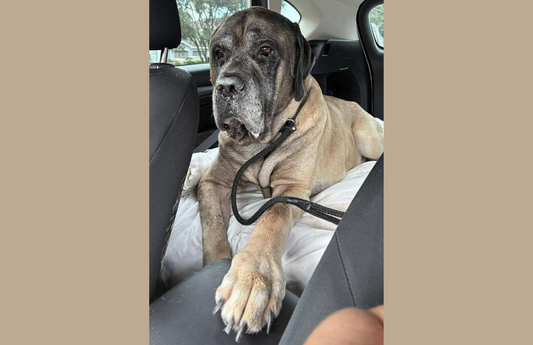 What’s in a Foster Intake Box and Why It Matters for Giant Breed Dogs