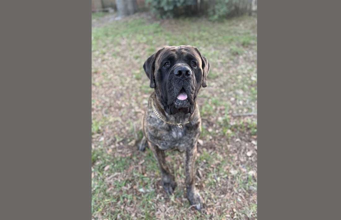 Meet Griffin: The Big Dawg Who Inspired It All