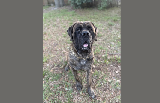 Meet Griffin: The Big Dawg Who Inspired It All